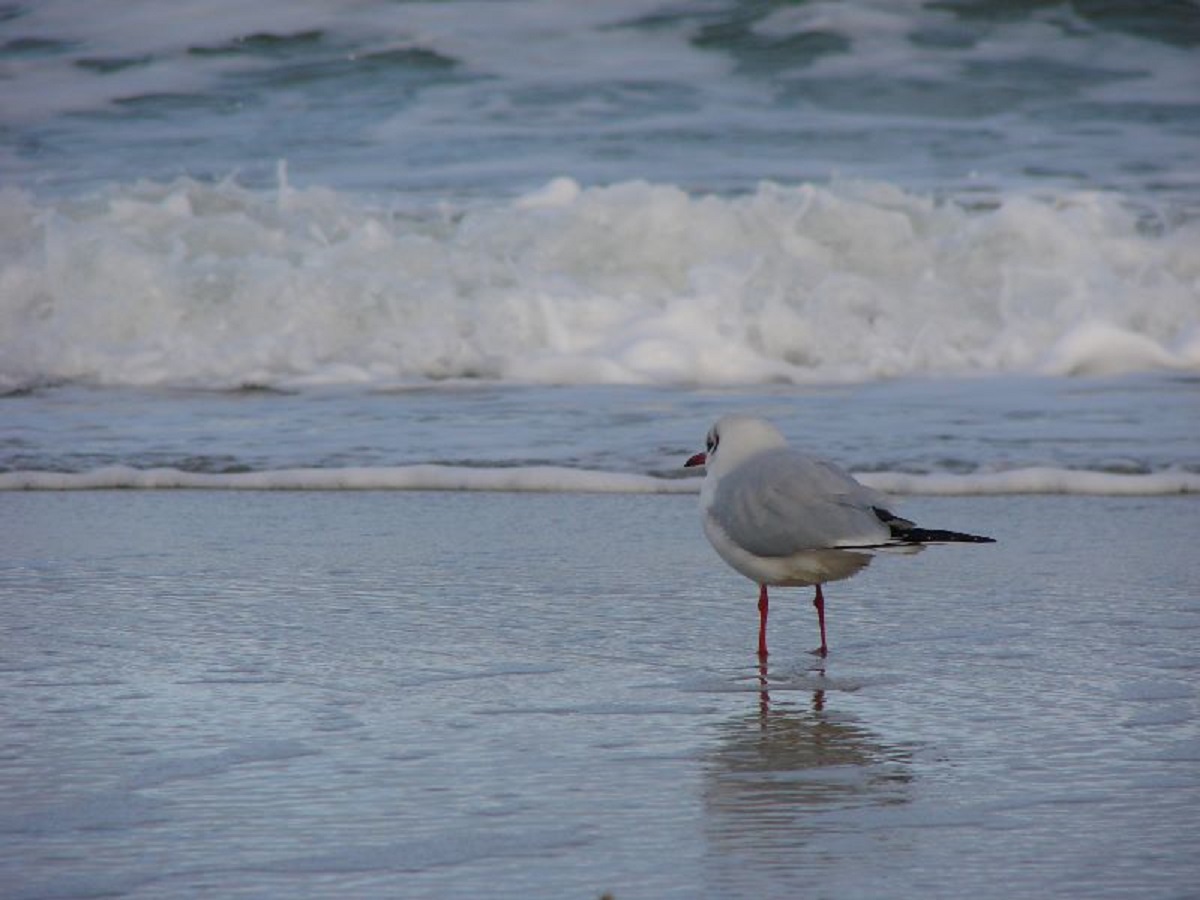 Ostseeimpression